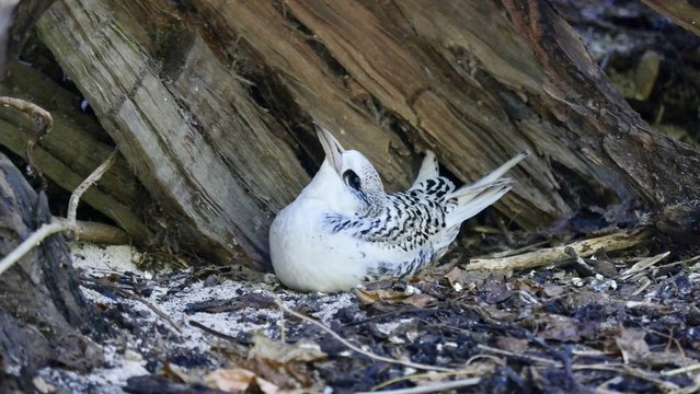 Jeune paille-en-queue encore dans son nid, Seychelles, s&eacute;rie