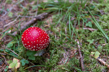 Red , young ,fly agaric on focus.