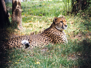 Cheetah lies and looks. The rays of the sun warm his face.