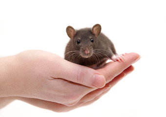 Cute black laboratory rat baby in human hands (isolated on white), selective focus on the rat eyes