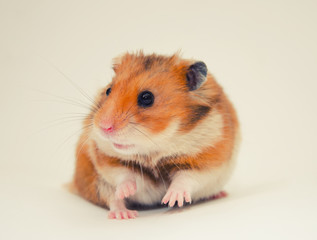 Scared Syrian hamster with a funny expression, selective focus on the hamster eyes (on a gray background), retro style