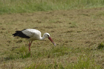 Fototapeta premium White Stork ( Ciconia ciconia )