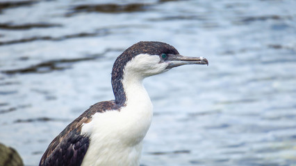 Exploring Hobart in the south of Tasmania