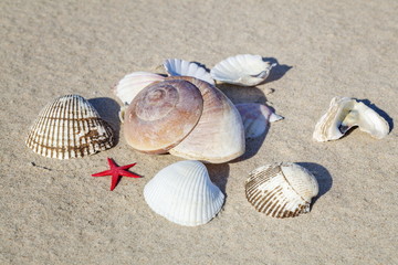 Fototapeta na wymiar Shells on the sandy beach