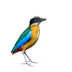 Obraz premium Blue-winged Pitta or Pitta moluccensis, colorful bird isolated standing on ground with white background, Thailand.