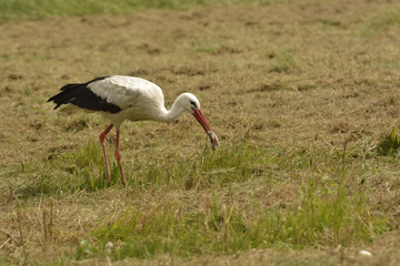 Obraz na płótnie Canvas White Stork ( Ciconia ciconia )