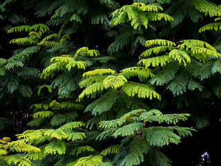 Creative tropical plam green leaves layout. Nature spring concept. Flat lay