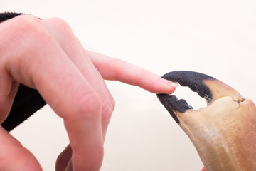 Tiny crab grabbing onto a finger