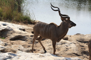 animale fauna cudu' antilope cervo
