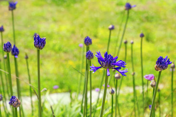 Natural floral background. Agapanthus flower on blurred green background.