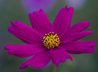 Obraz premium OLYMPUS DIGITAL CAMERA