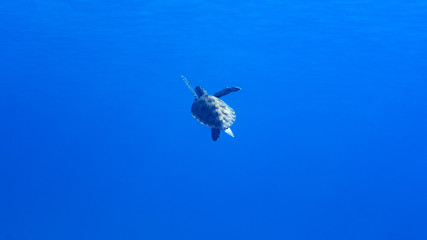 Green sea turtle