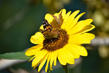 Sunflowers and Butterflies