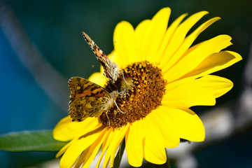 Sunflowers and Butterflies