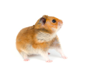 Cute Syrian hamster looking sideward with attention (isolated on white)