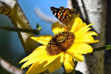 Sunflowers and Butterflies