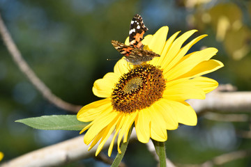 Sunflowers and Butterflies