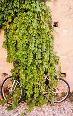 Fototapeta na wymiar Bicycle, completely eaten by a bush, in the village of Marciana Marina on Elba Island.