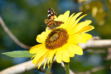 Sunflowers and Butterflies