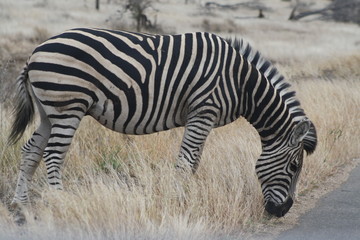 Fototapeta na wymiar animale selvatico zebra africo parco kruger
