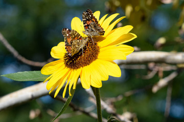Sunflowers and Butterflies