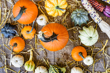 Fall harvest pumpkins, gourds and bicolor corn seen from above on rustic wood plank