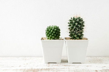 succulents or cactus in concrete pots over white background on the shelf