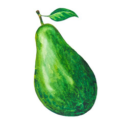 Avocado painting.Painted with watercolor.