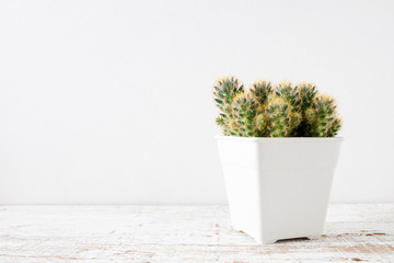 succulents or cactus in concrete pots over white background on the shelf