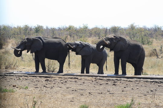 animali selvatici elefanti bevono safari africa
