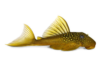 Green phantom pleco L200 Hemiancistrus subviridis aquarium fish 
