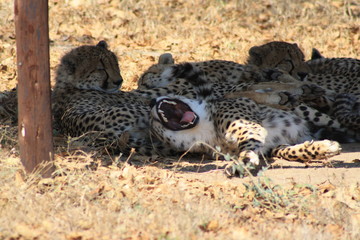 animali selvatici ghepardo riposo africa 