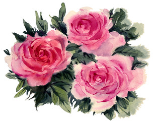 Watercolor flowers. Roses