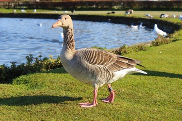 Graugans am Wasser