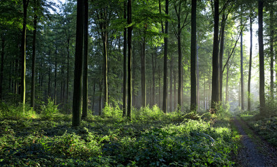 Fototapeta premium Green wood