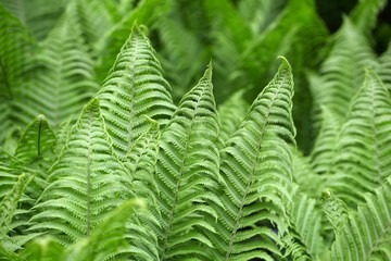 Leaves of Polystichum ferns