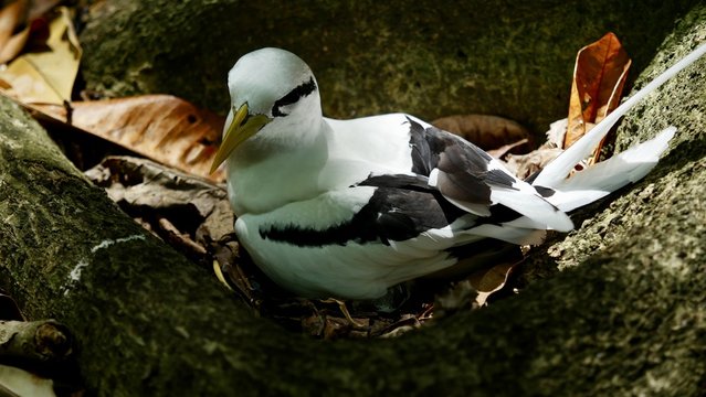 Paille-en-queue adulte entrain de couver, Seychelles, s&eacute;rie