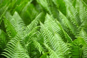 Fototapeta na wymiar Leaves of Polystichum ferns