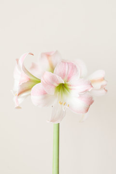 Amaryllis flower with stem