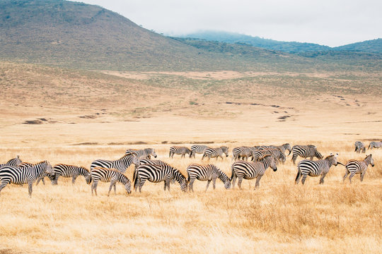Fototapeta zebra in Ngorongoro Crater Conservation Area, Tanzania
