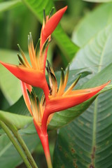 Obraz premium natura fiore martinica rosso verde