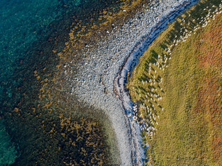 Aerial drone view of nature coastline with herd of goats on pasture