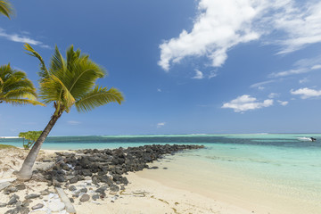 Obraz na płótnie Canvas White sandy beach, coconut trees and clear blue water in Le Morne, Mauritius