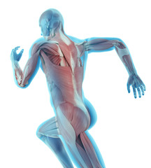 3d rendered medically accurate illustration of runner
