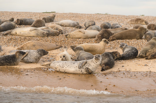 Grey And Harbour Seal Colony Resting On A Sandbank, Norfolk, UK