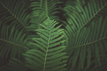 centered fern