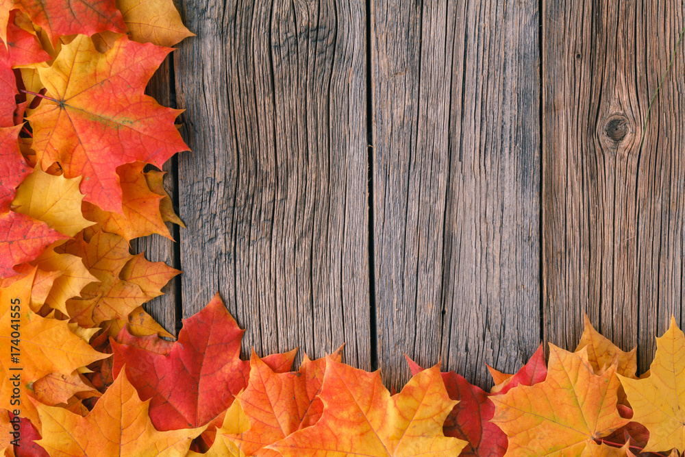 Canvas Prints decorative backgrounв frame from fall maple leaves