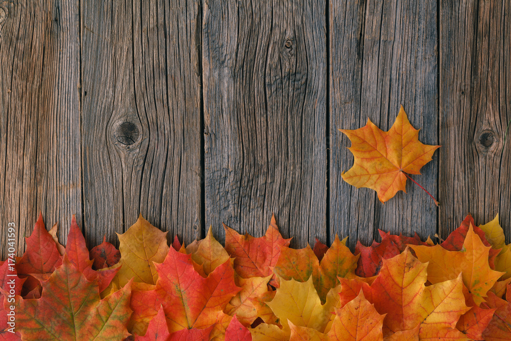 Canvas Prints decorative backgrounв frame from fall maple leaves
