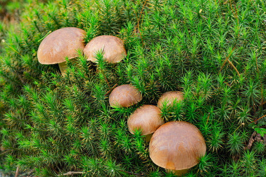 Wild mushrooms