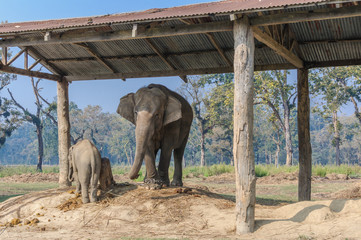 Elephants in Chitwan National Park in Nepal